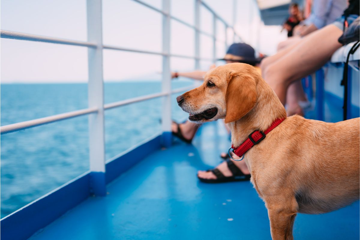 Portare il nostro animale domestico in nave prevede dei regolamenti su cui è bene informarsi prima del viaggio.